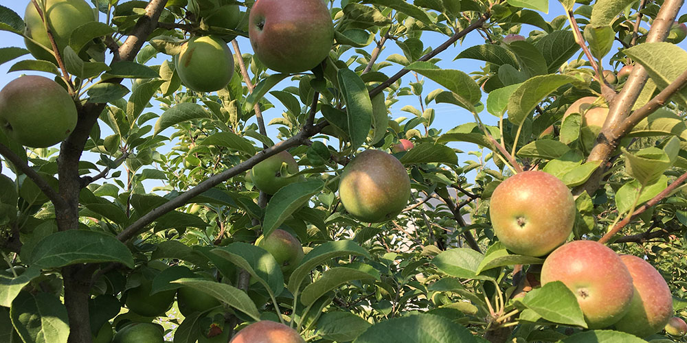 apple tree from east orchard in august