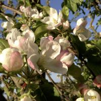 blossom200 blossom200