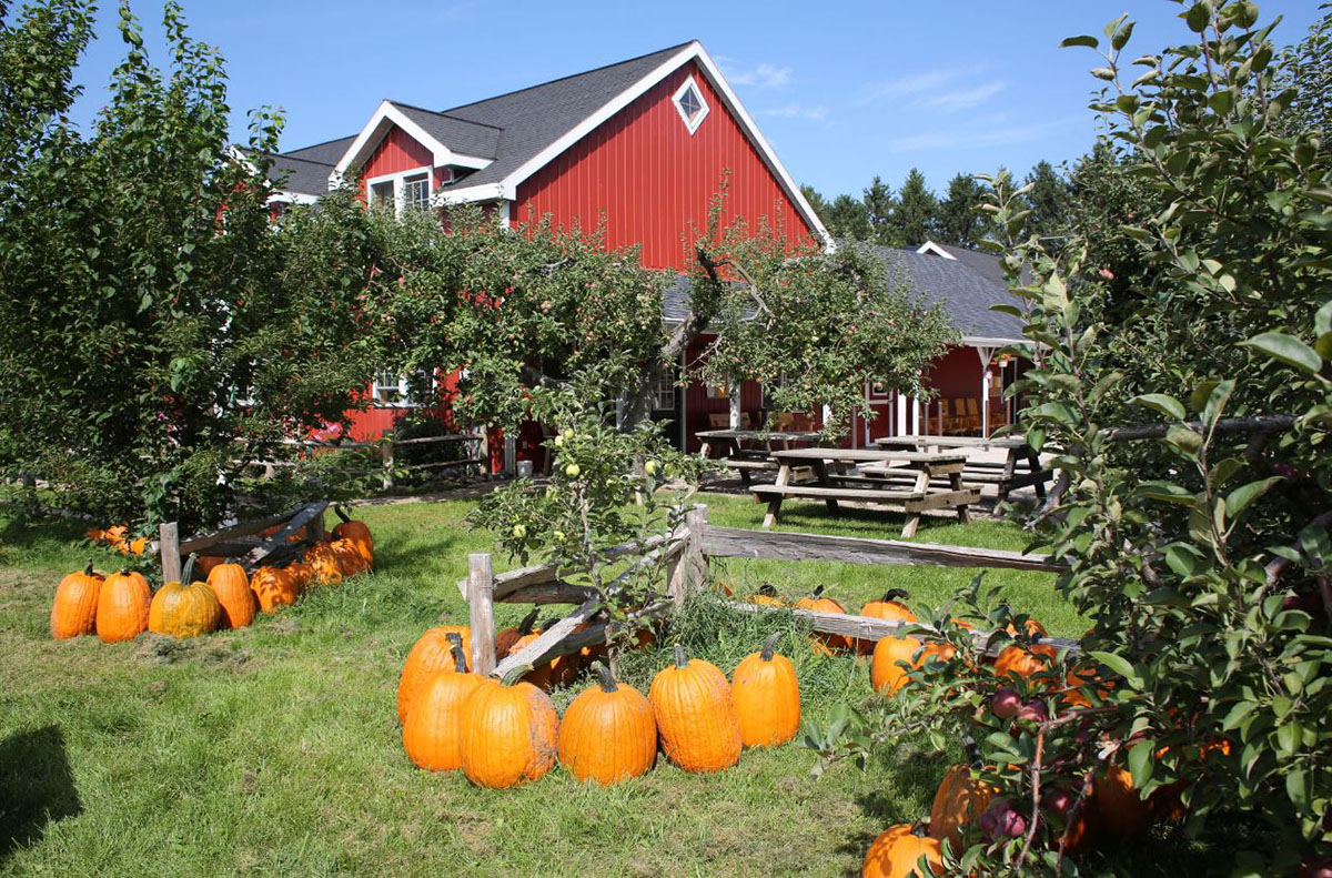 pumpkins and fall decorations